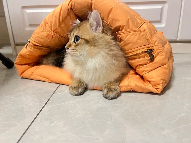 ”还是中年阿姨厉害立马变值钱了开元棋牌论“旧羽绒服的生命延续(图21)