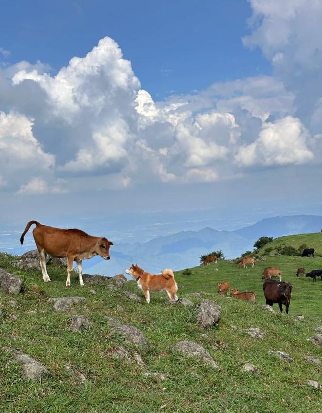 全免费！这里的瀑布云海比金顶更壮观！开元棋牌app无需爬山就在广东！还完(图8)